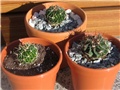 Stenocactus